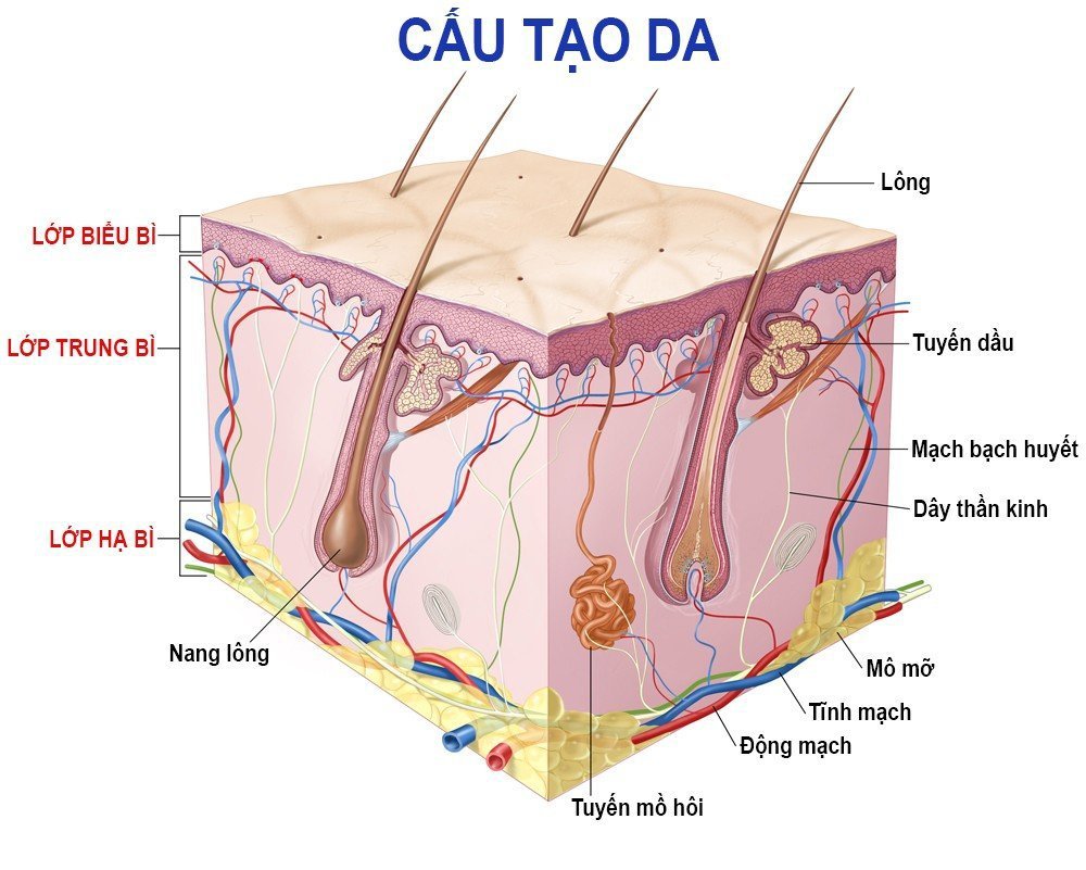 Hình ảnh giải phẫu cấu tạo da