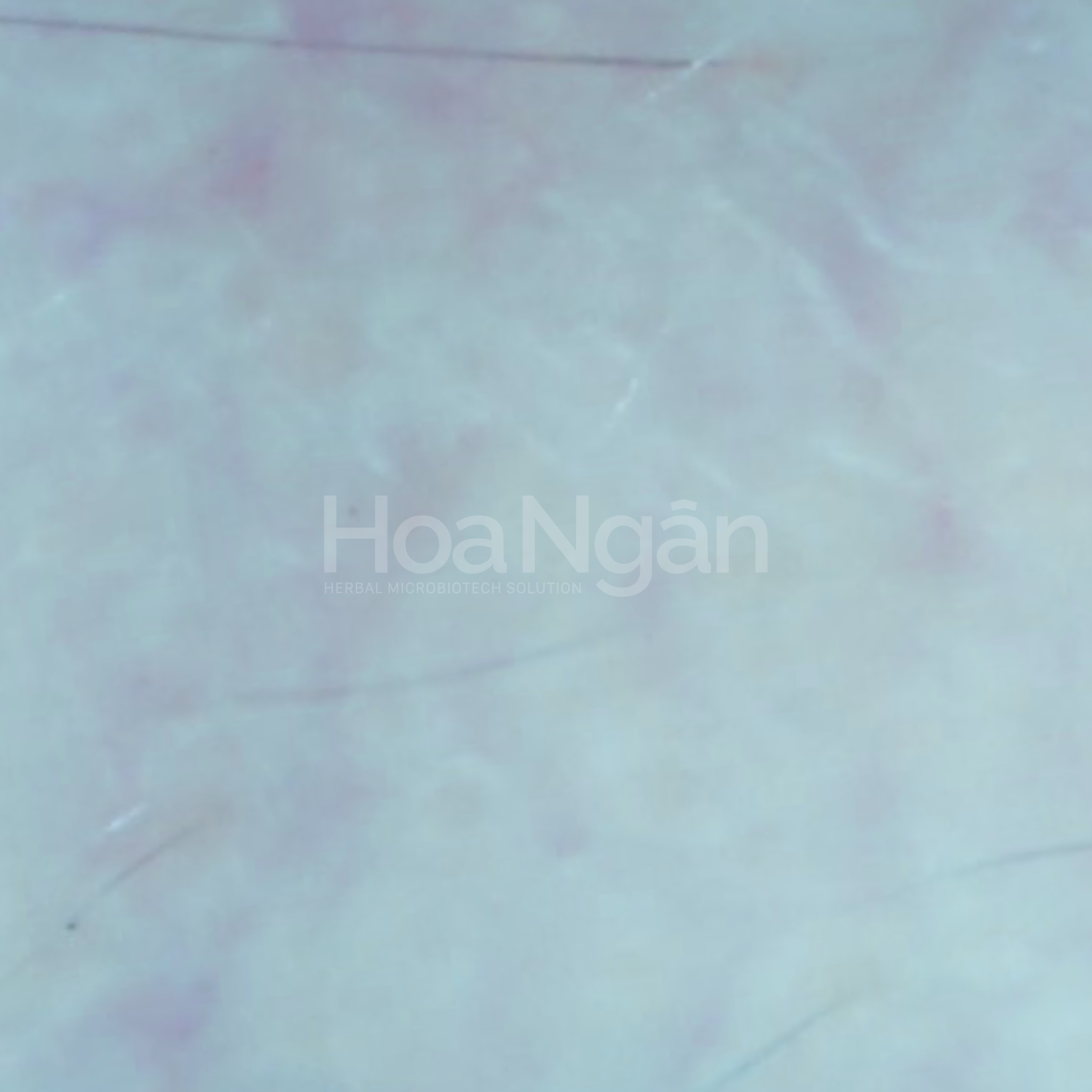 Hình ảnh soi da tầng đáy biểu bì sau quá trình sử dụng sản phẩm Hoa Ngân