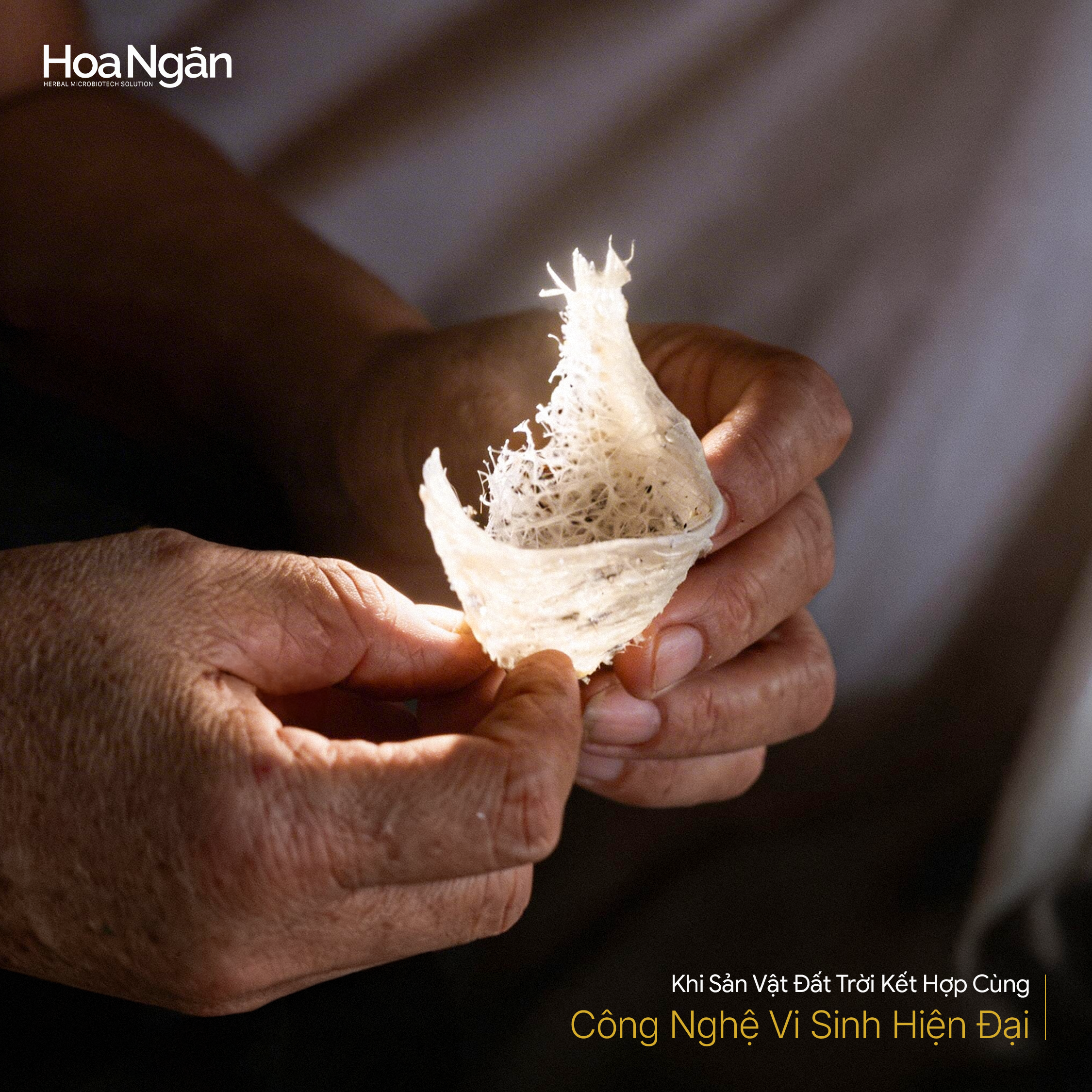 Tinh hoa tổ yến trong định hướng Khoa Học Vi Sinh Hoa Ngân