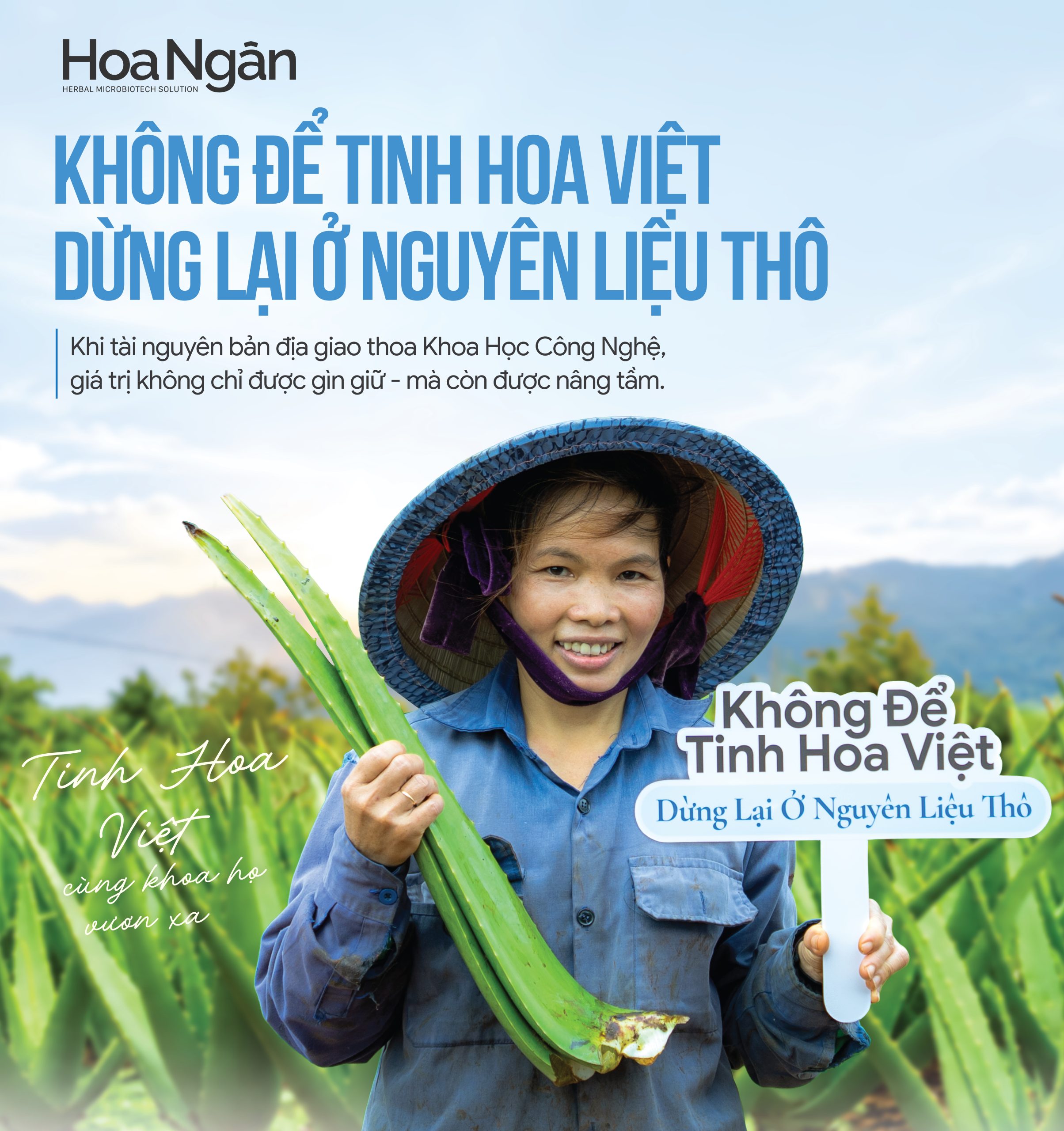 Ký họa Hoa Kim Ngân, Lô Hội và Rau Má trong hệ thảo dược bản địa Hoa Ngân